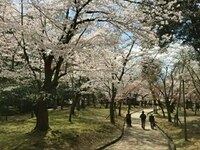 Japan Nara kersenbloesem Djoser