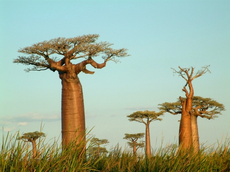 Wereldberoemde bomen